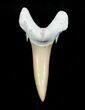 Carcharias (Extinct Sand Tiger) Shark Tooth - Eocene #3419-1